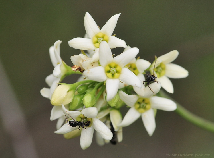 Vincetoxicum hirundinaria Medik./ Vincetossico comune